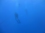 Hawaii Scuba divng 56