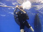 Hawaii Scuba divng 05