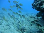 Hawaii Scuba divng 73