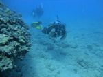 Hawaii Scuba divng 74