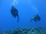 Hawaii Scuba divng 90