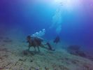 Hawaii Scuba divng 31