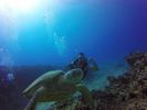 Hawaii Scuba divng 51