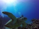 Hawaii Scuba divng 51