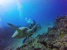 Hawaii Scuba divng 49