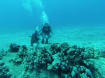 Hawaii Scuba divng 83