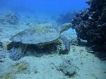 Hawaii Scuba divng 25