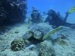 Hawaii Scuba divng 30