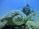 Hawaii Scuba divng 31