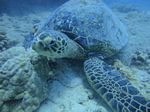 Hawaii Scuba divng 32