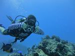 Hawaii Scuba divng 37