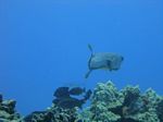 Hawaii Scuba divng 41