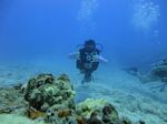 Hawaii Scuba divng 45