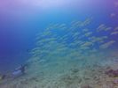 Hawaii Scuba divng 28