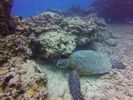 Hawaii Scuba divng 35