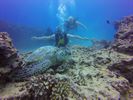 Hawaii Scuba divng 39