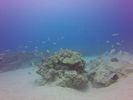 Hawaii Scuba divng 43