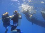 Hawaii Scuba divng 12