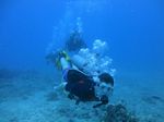 Hawaii Scuba divng 21