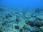 Hawaii Scuba divng 22