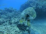 Hawaii Scuba divng 52