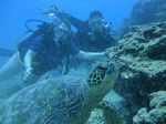 Hawaii Scuba divng 57