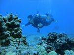 Hawaii Scuba divng 62