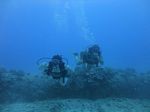 Hawaii Scuba divng 24