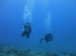 Hawaii Scuba divng 29