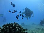 Hawaii Scuba divng 44