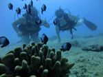 Hawaii Scuba divng 45