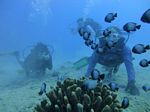 Hawaii Scuba divng 46