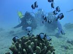 Hawaii Scuba divng 47