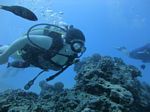 Hawaii Scuba divng 63