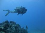 Hawaii Scuba divng 64