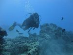 Hawaii Scuba divng 65