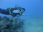 Hawaii Scuba divng 66