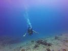 Hawaii Scuba divng 26