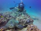 Hawaii Scuba divng 41