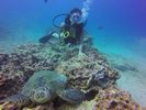 Hawaii Scuba divng 42