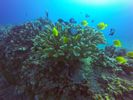 Hawaii Scuba divng 65