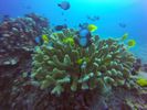 Hawaii Scuba divng 66