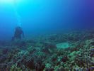 Hawaii Scuba divng 73