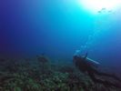 Hawaii Scuba divng 79