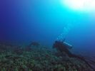 Hawaii Scuba divng 80