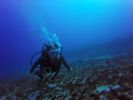 Hawaii Scuba divng 84