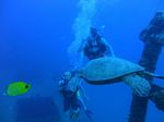 Hawaii Scuba divng 15