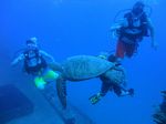 Hawaii Scuba divng 16