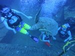 Hawaii Scuba divng 23