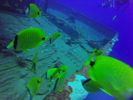 Hawaii Scuba divng 33